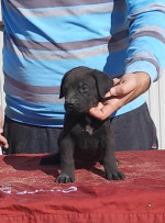 Cane corso – fotka 2