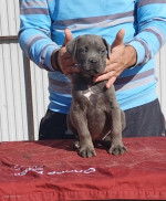 Cane corso – fotka 3
