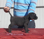 Cane corso – fotka 4
