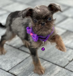 Brussels Griffon samčie šteniatka na predaj – fotka 2