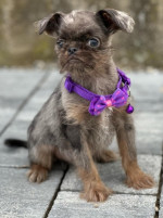 Brussels Griffon samčie šteniatka na predaj – fotka 3