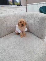 Mini poodles – fotka 2