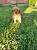 Mini poodles – fotka 3