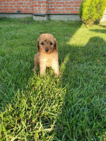Mini poodles – fotka 4