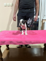 Šteniatka Boston Terrier na predaj – fotka 2