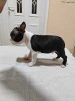 Šteniatka Boston Terrier na predaj – fotka 3