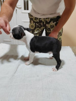 Šteniatka Boston Terrier na predaj – fotka 4