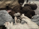 Šteniatka Lagotto Romagnolo – fotka 2