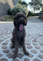 Šteniatka Lagotto Romagnolo – fotka 3