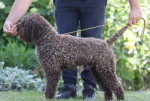 Šteniatka Lagotto Romagnolo – fotka 4
