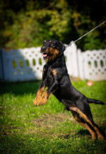 German hunting terrier – fotka 2