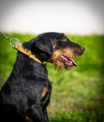 German hunting terrier – fotka 3