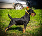 German hunting terrier – fotka 4