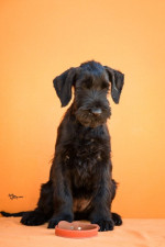 Large Black Schnauzer – fotka 2