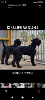 Large Black Schnauzer – fotka 3