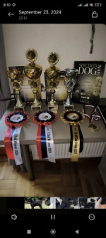 Large Black Schnauzer – fotka 4