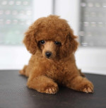 Na predaj šteniatka Toy Poodle – fotka 2