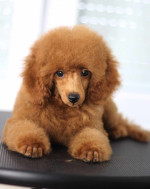 Na predaj šteniatka Toy Poodle – fotka 3