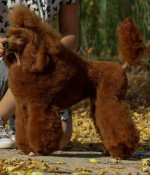 Na predaj šteniatka Toy Poodle – fotka 4