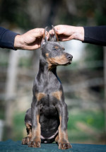 Doberman puppies – fotka 2