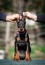 Doberman puppies – fotka 3