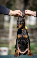 Doberman puppies – fotka 4