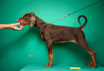 Šteniatka Dobermana na predaj – fotka 2