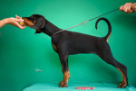 Šteniatka Dobermana na predaj – fotka 3