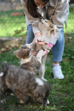 Japonské šteniatka Akita Inu – fotka 2