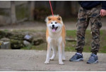 Japonské šteniatka Akita Inu – fotka 3