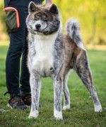 Japonské šteniatka Akita Inu – fotka 4