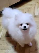 Beautiful Pomeranians BOO – fotka 2