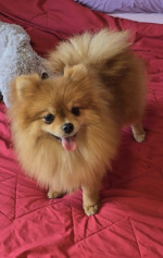 Beautiful Pomeranians BOO – fotka 3