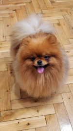 Beautiful Pomeranians BOO – fotka 4