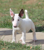 Šteniatka Mini Bull Terrier – fotka 2