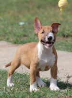 Šteniatka Mini Bull Terrier – fotka 3