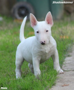 Šteniatka Mini Bull Terrier – fotka 4