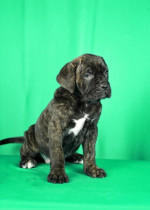 Šteniatka Cane Corso na predaj – fotka 2