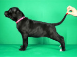 Šteniatka Cane Corso na predaj – fotka 3