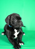 Šteniatka Cane Corso na predaj – fotka 4