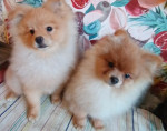 German Spitz-Pomeranian-puppies – fotka 2