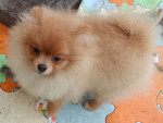German Spitz-Pomeranian-puppies – fotka 3