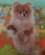 German Spitz-Pomeranian-puppies – fotka 4
