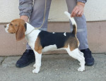 Beagle sučka na predaj – fotka 2