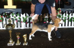 Beagle sučka na predaj – fotka 3