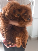 Poodle puppies – fotka 2