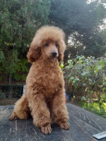 Poodle puppies – fotka 3