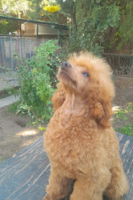 Poodle puppies – fotka 4