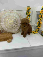 toy puppies and mini poodles – fotka 2
