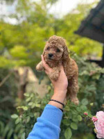 toy puppies and mini poodles – fotka 3